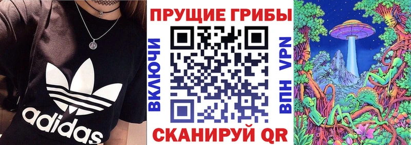 Купить Ивангород Псилоцибиновые грибы Psilocybine cubensis